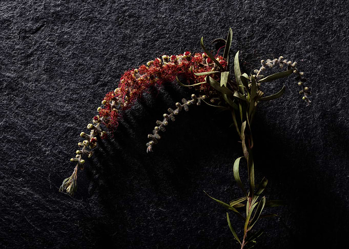 Nature in the Studio
