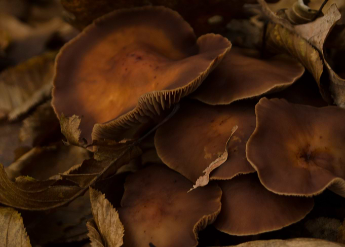 Mushrooms