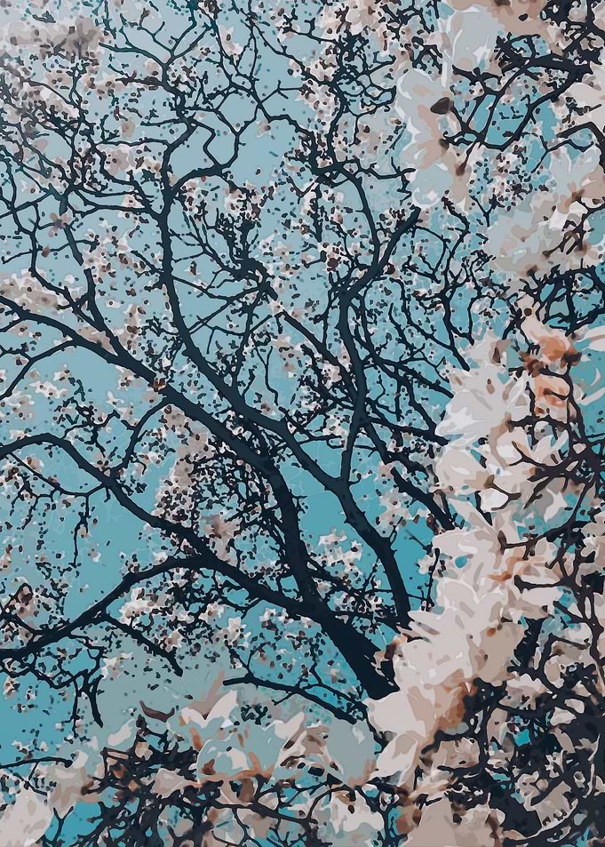 Cherry Blossoms