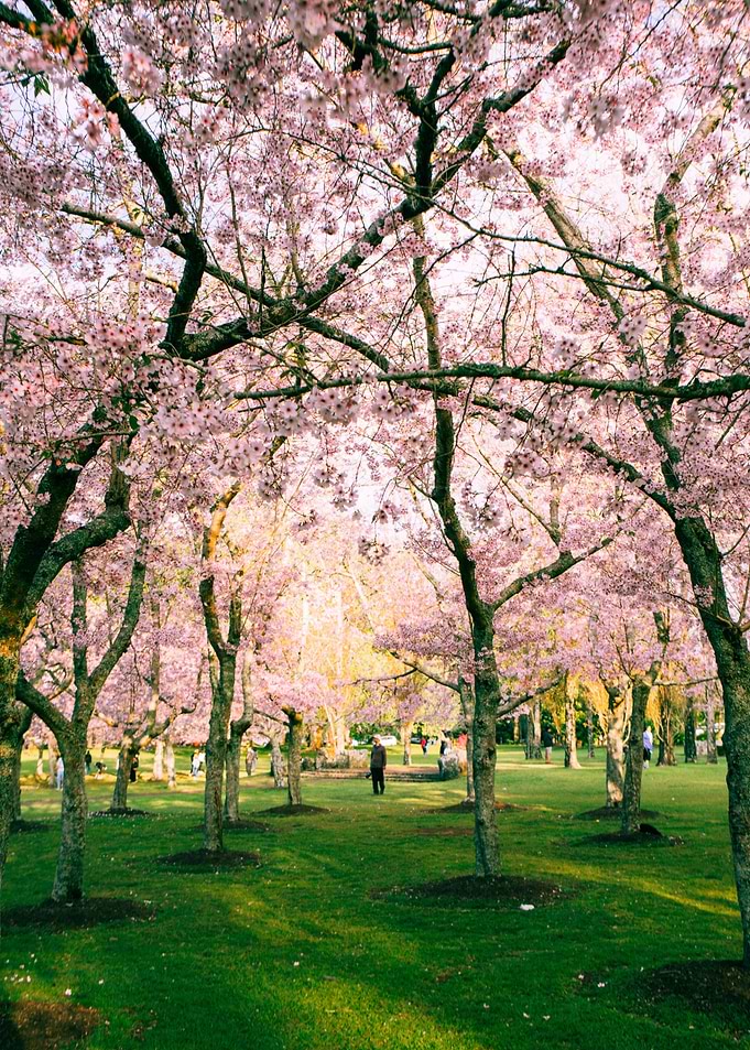 Cherry Blossom Park