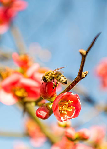 A bee on a flower