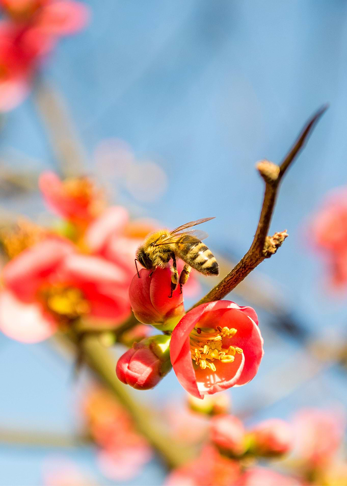 A bee on a flower