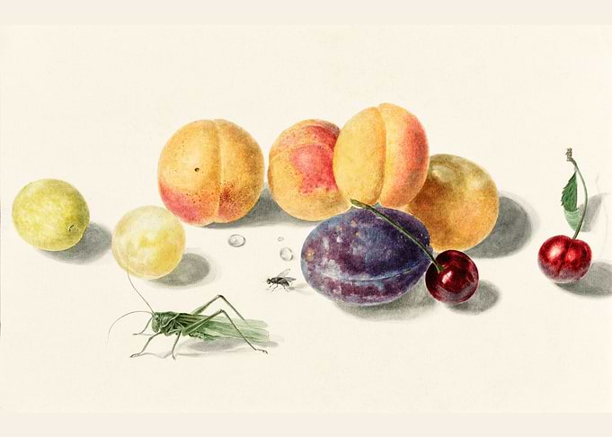 Fruits