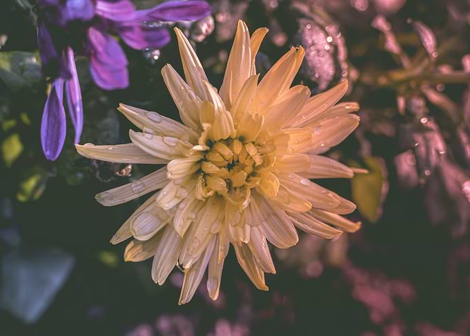 Rainbow Flower