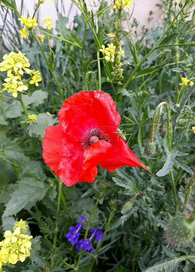 Cricket and poppy