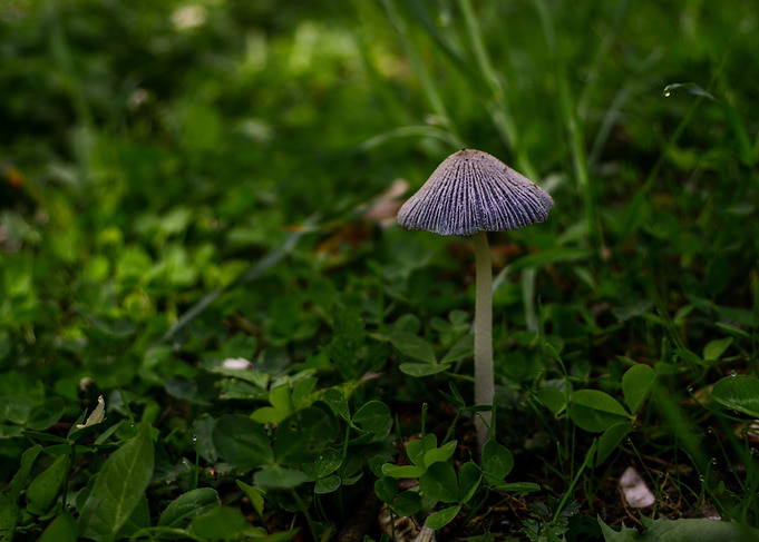 Mushroom