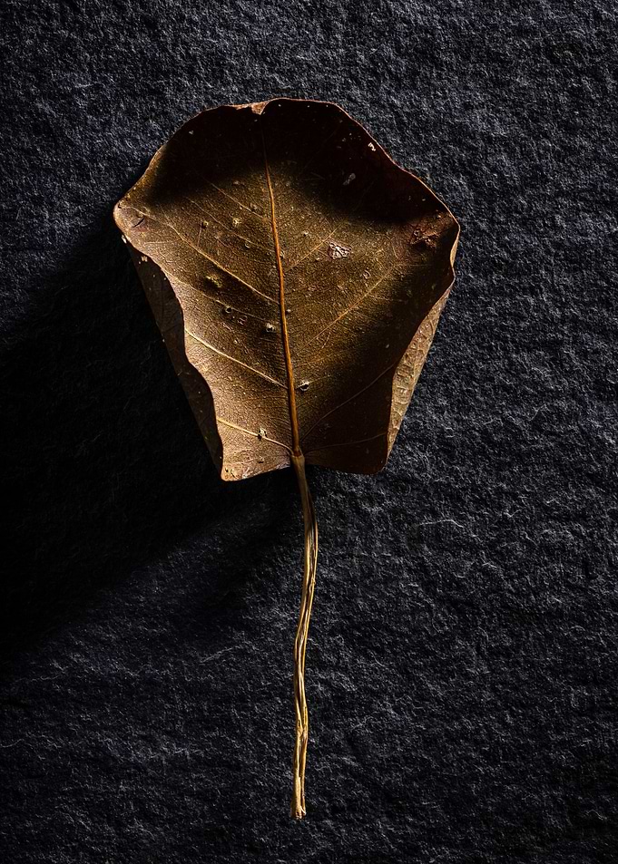 Nature in the Studio