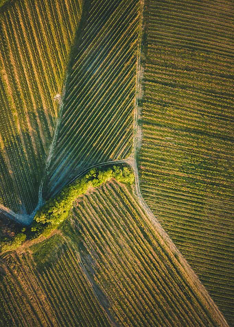 Vineyard fields from above