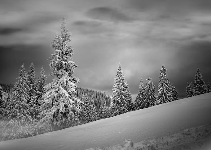 Winter Life