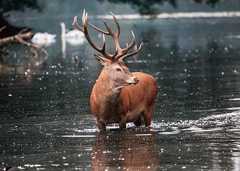 Deer In Water