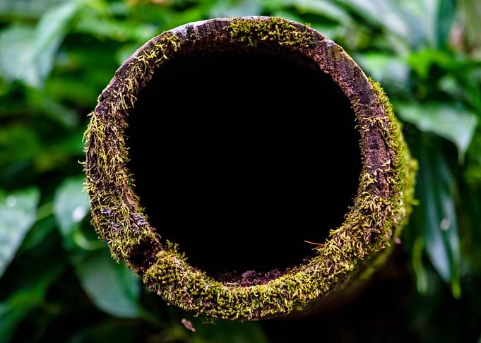 Hole tree texture