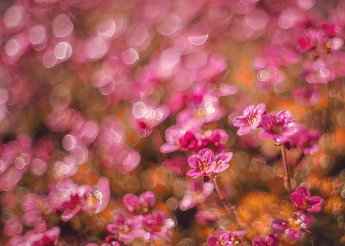 Pink flower, spring garden