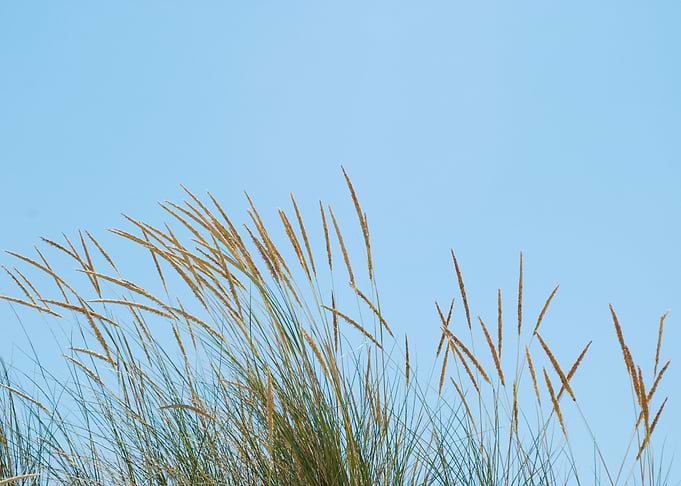 Reed Meadow Grass Grass