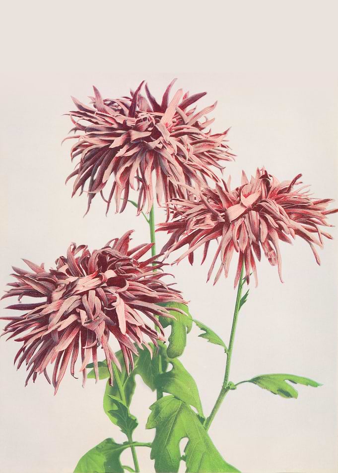 Pink Chrysanthemum