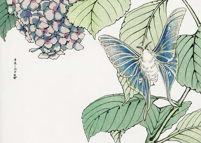 Moth and plant