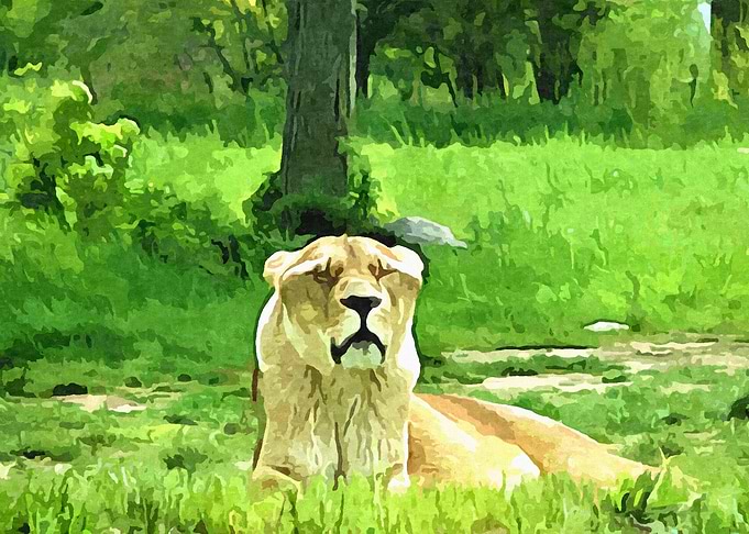 Lioness Sunbathing