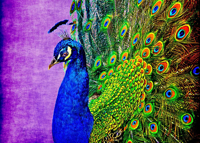 Blue peafowl