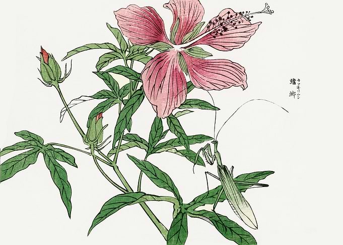 Flower illustration