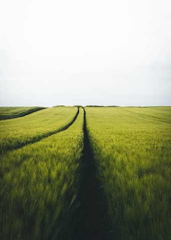 In the Wheat Field