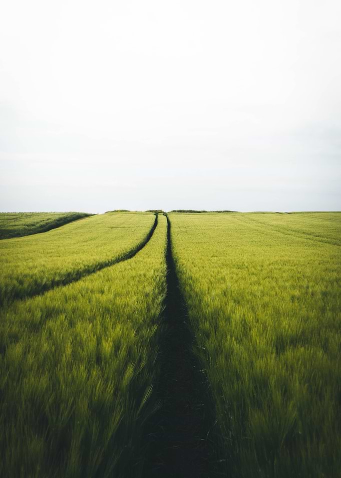 In the Wheat Field