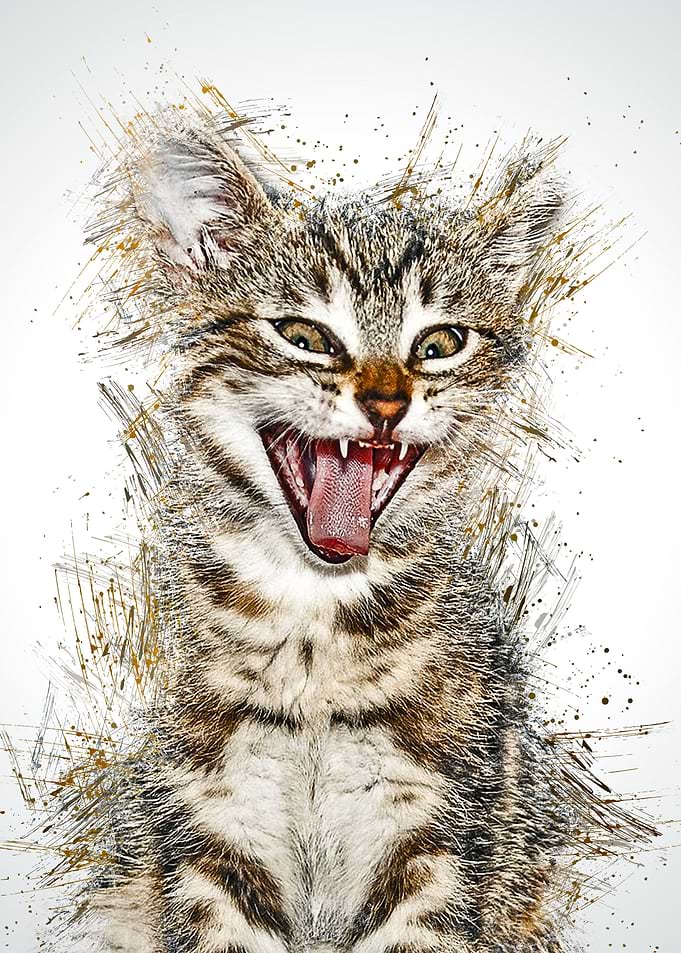 Cat Animal