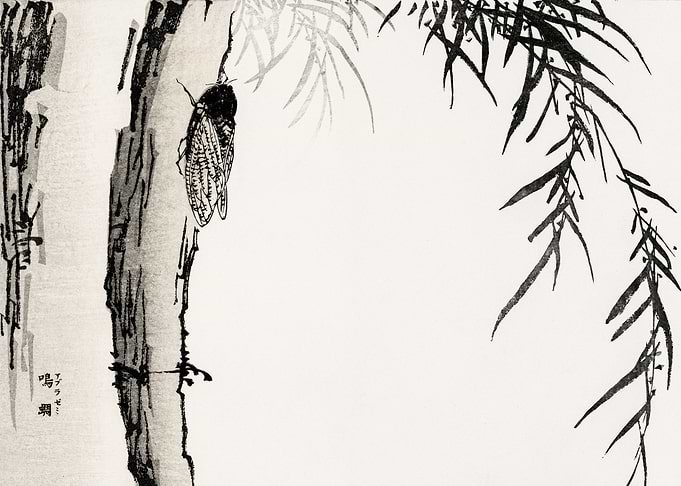 Cicada illustration
