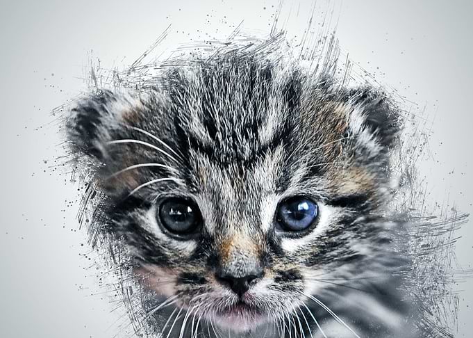 Cat Animal