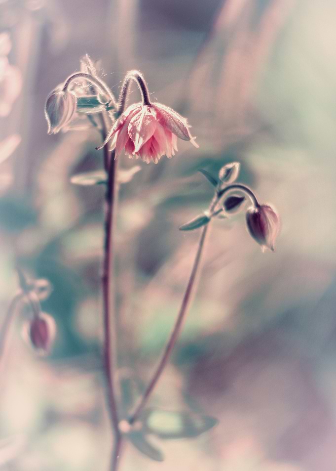 Pink flower, spring garden