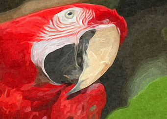 Red Parrot Portrait