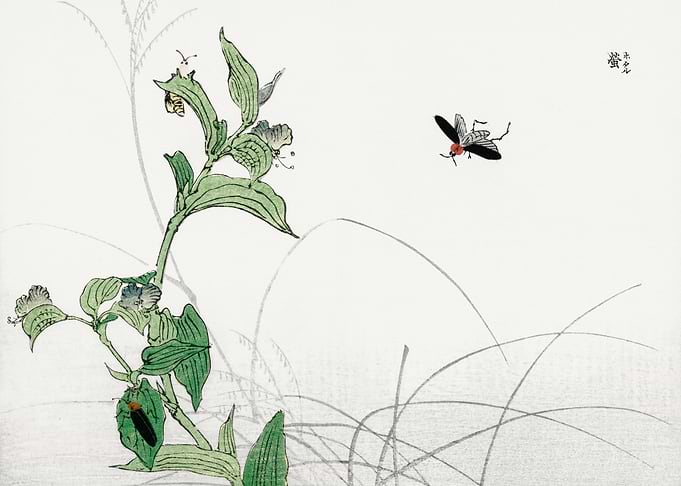 Fireflies illustration