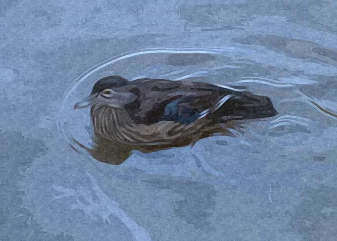 Wood Duck on Lake
