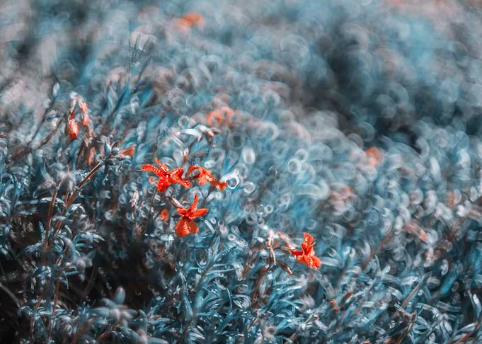 Red flowers in garden