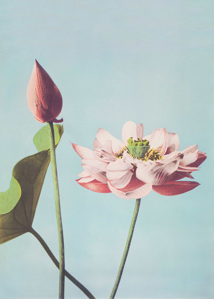 Lotus Flowers