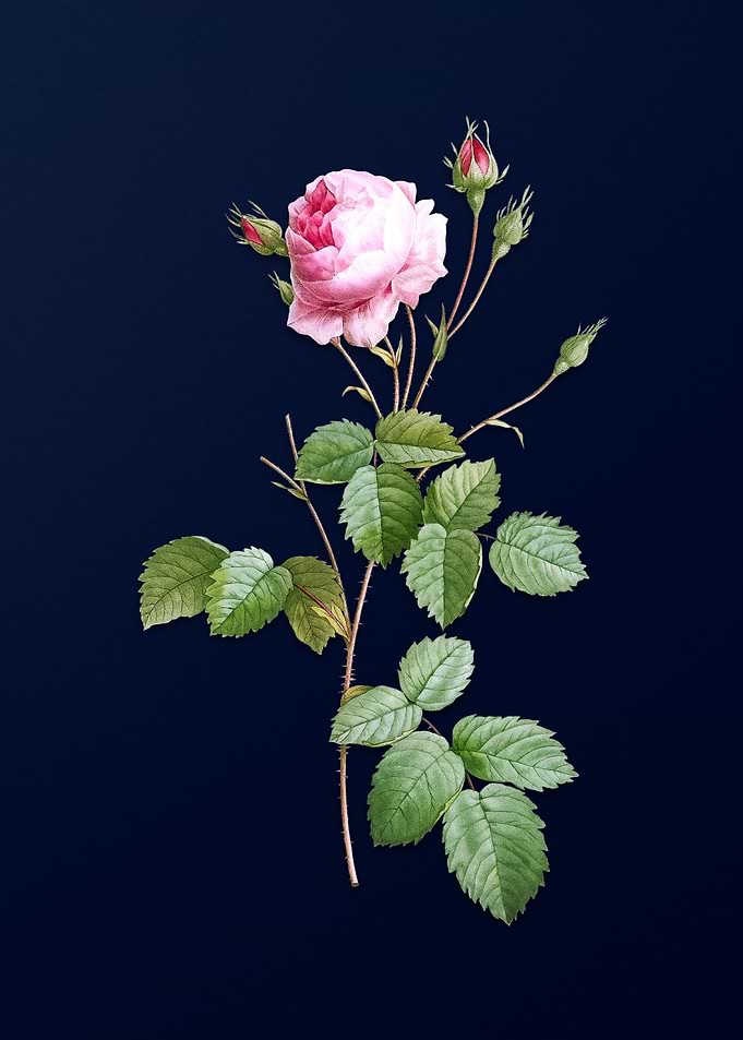 Provence Rose on Blue