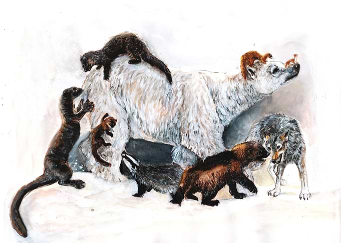 Awesome Mustelids