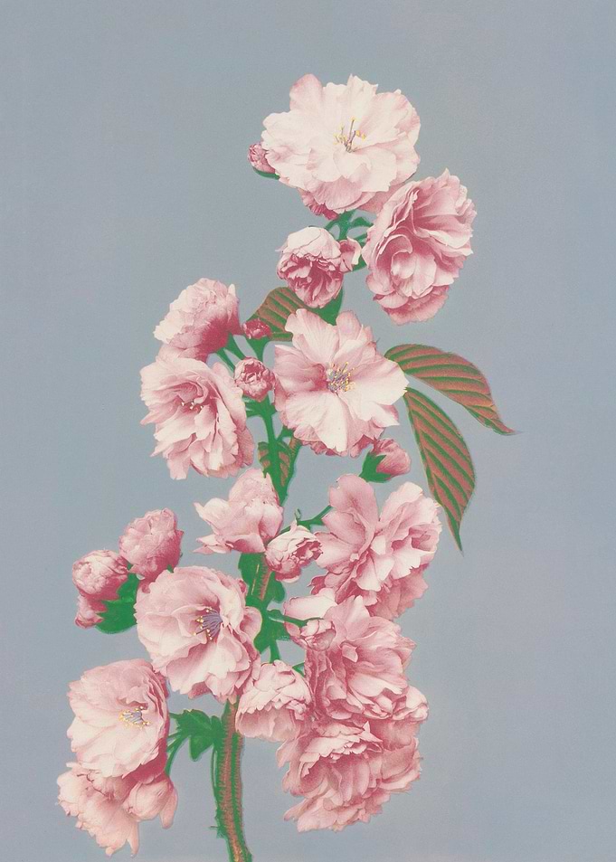 Cherry Blossom