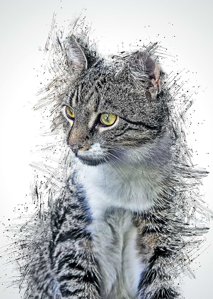 Cat Animal
