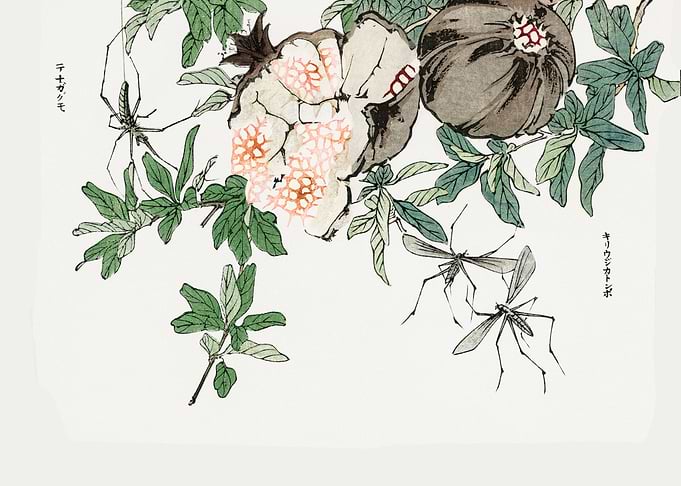 Pomegranate illustration