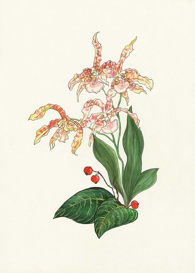 Leopard Orchid