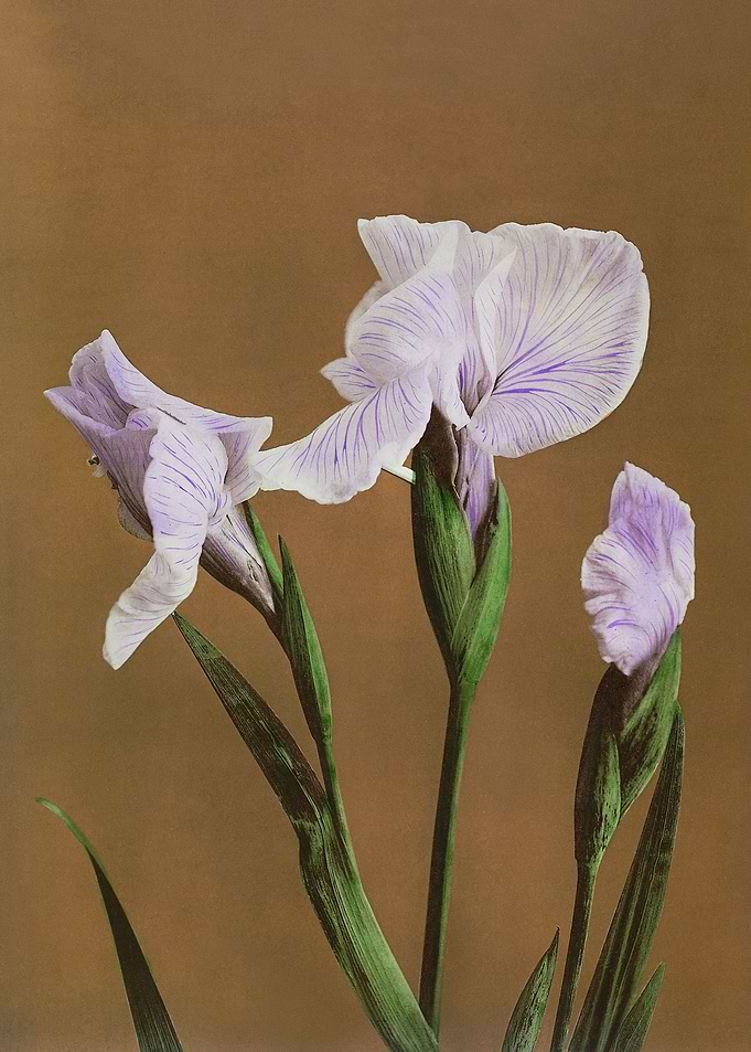 Iris Kmpferi hand colored