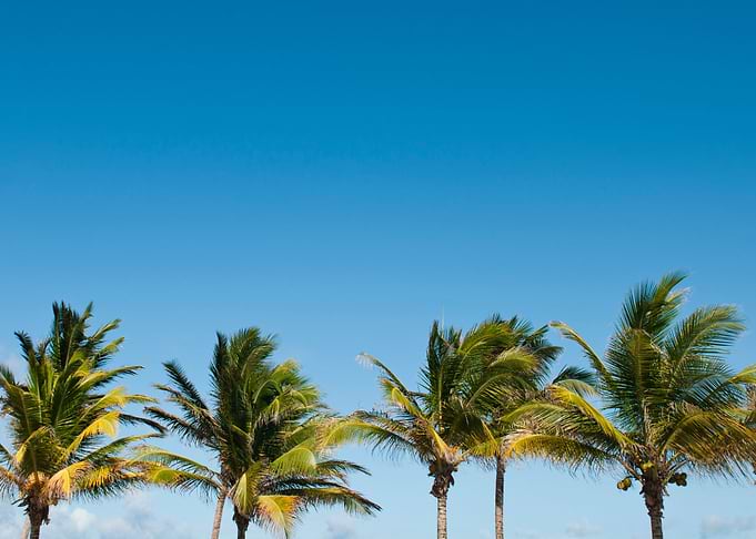 Palm Trees Nature Blue