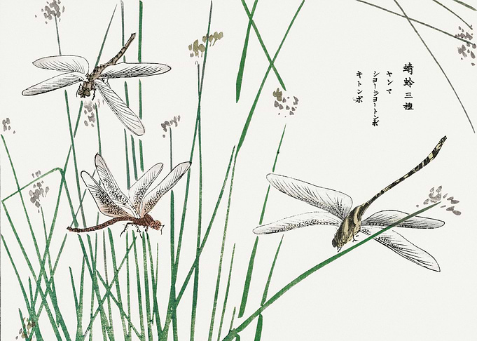 Dragonflies