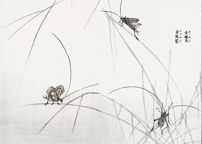 Suzumushi bell cricket