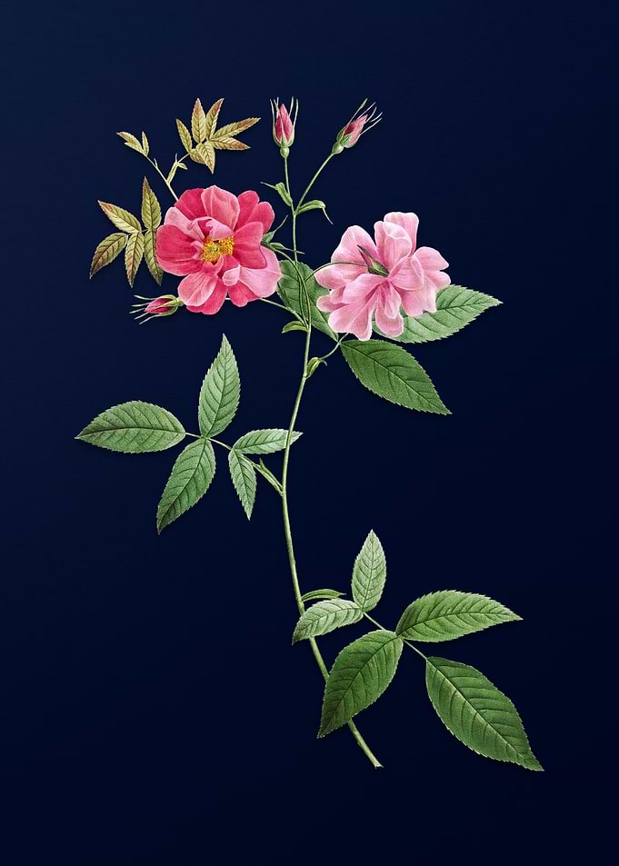 Hudson Rosehip on Blue