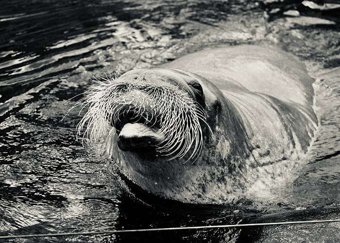 Walrus