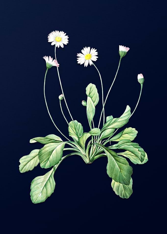 Daisy Flowers on Blue
