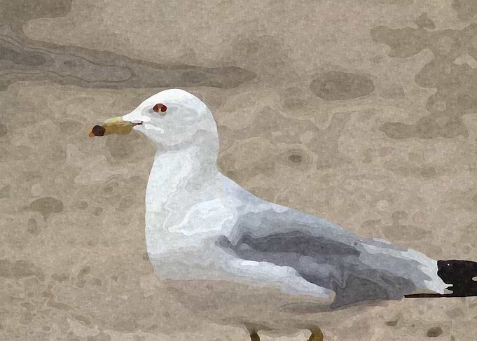 Seagull on the Beach