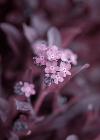 Pink Forget me not flowers