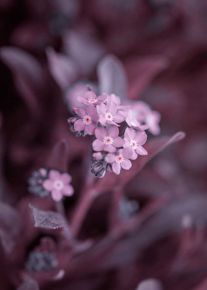 Pink Forget me not flowers