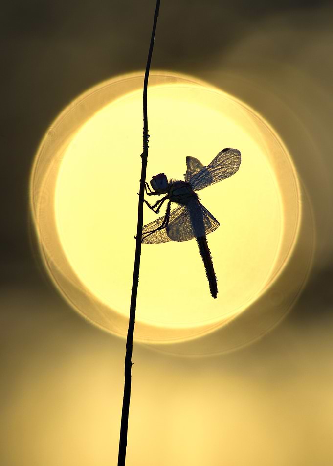 Dragonfly